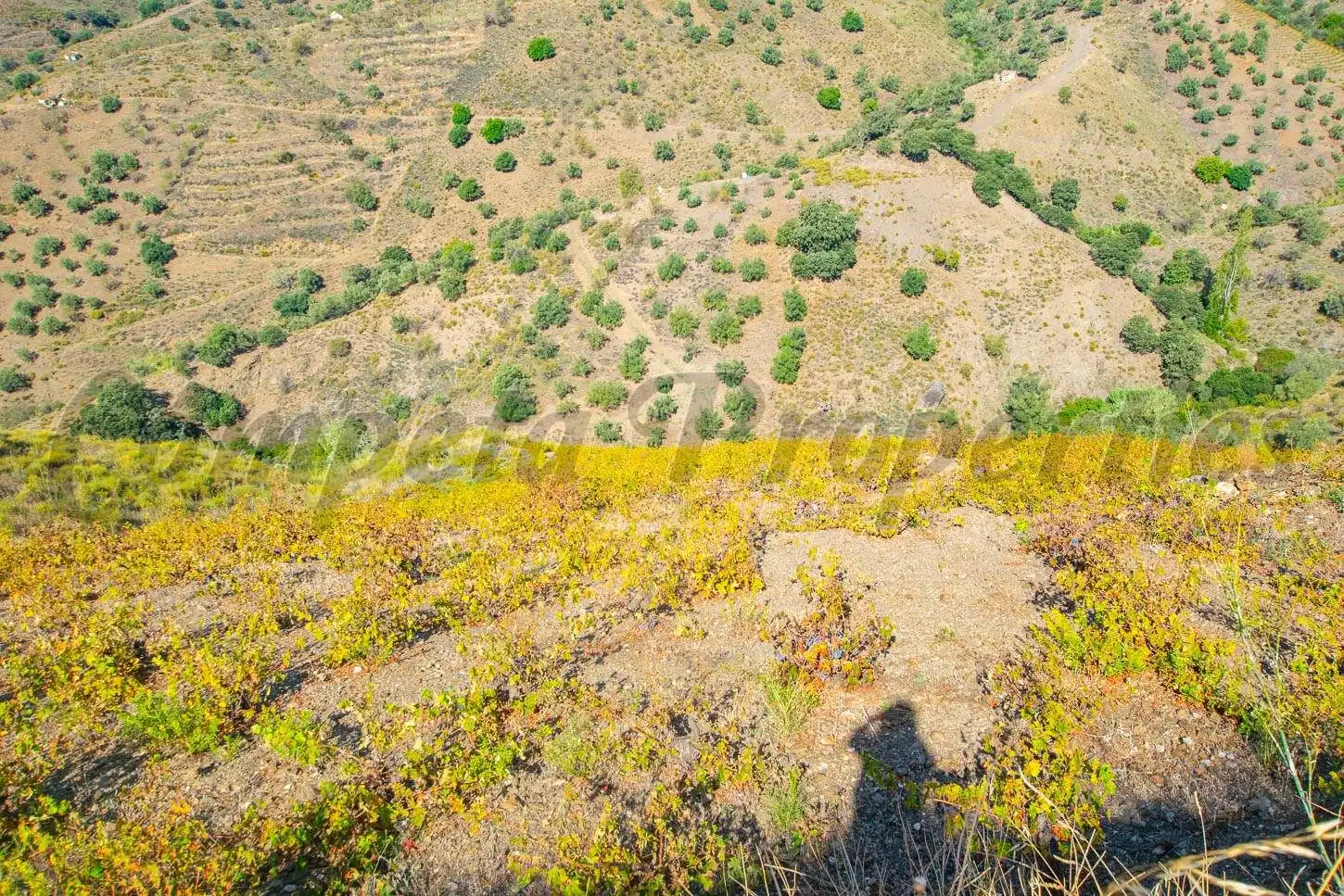 Terreno rústico en venta en Sedella, imagen 2
