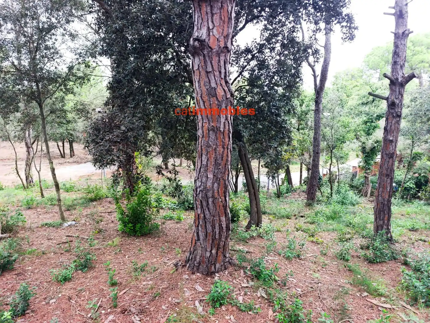 Terreny residencial en venda a Rosa Mariné, imagen 20