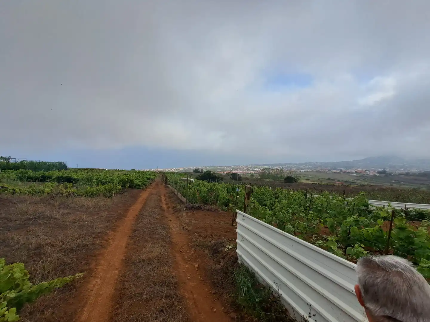 Rural land for sale in El Sauzal, imagen 10