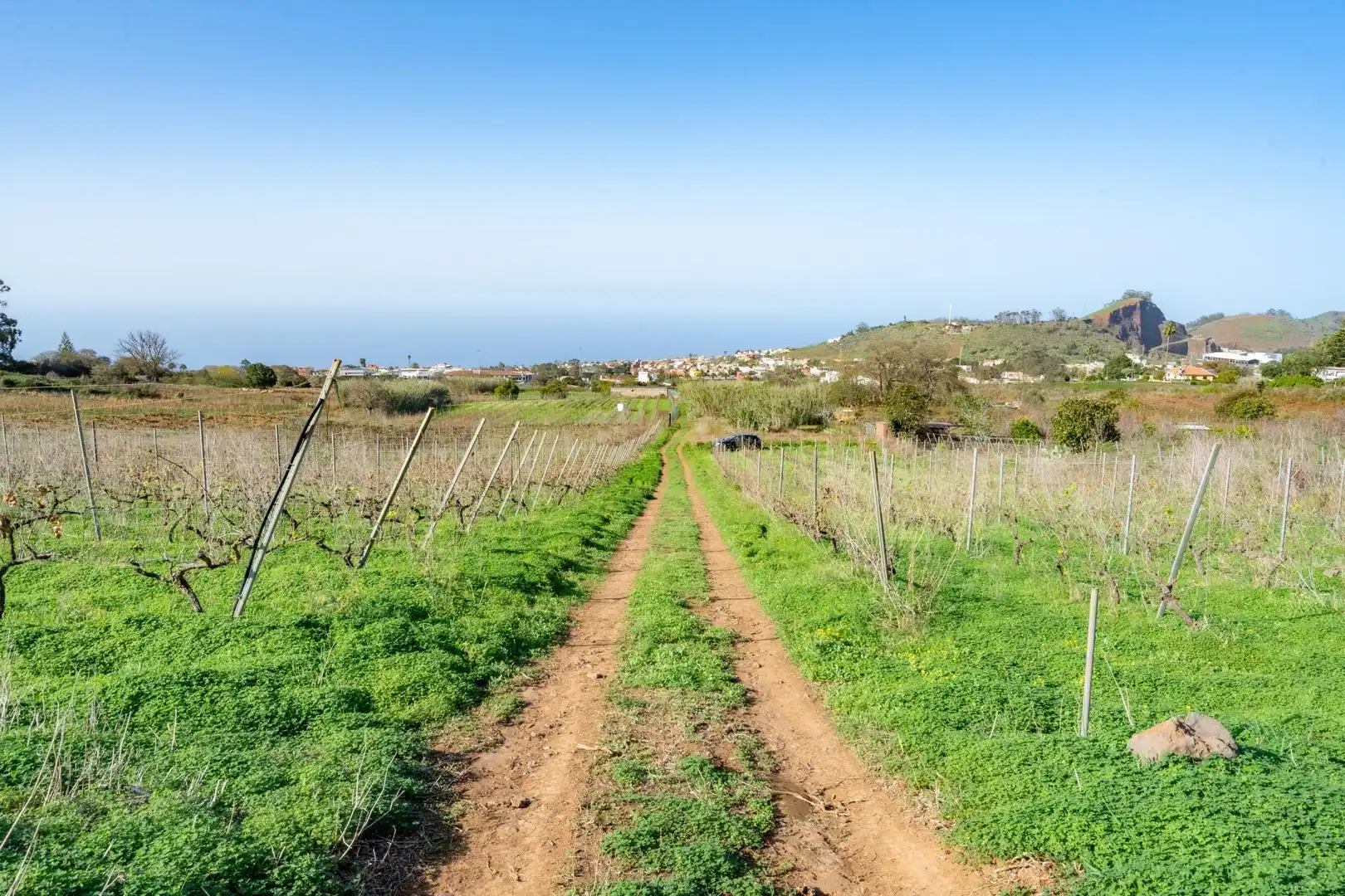 Land for sale in Tacoronte