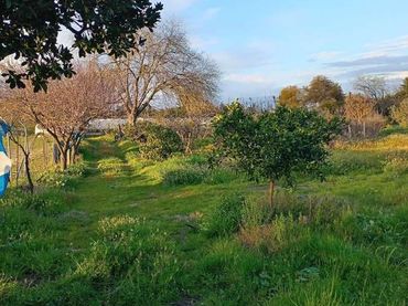 Casa rústica en venta en Almonte ciudad