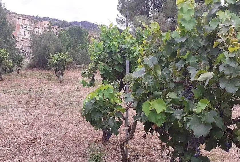 Finca rústica en venta en La Vilella Baixa