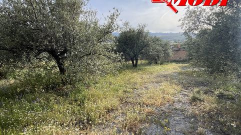 Finca rústica con 575 m2 según catastro ,lindando a camino y cerquita de la carretera Nacional , sembrada de olivos y con acceso c, imatge 3