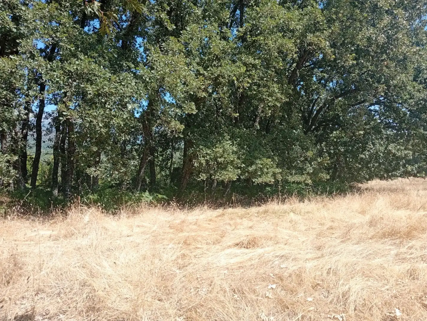 Terreni e lotti in vendita a Villanueva de la Vera, imagen 44
