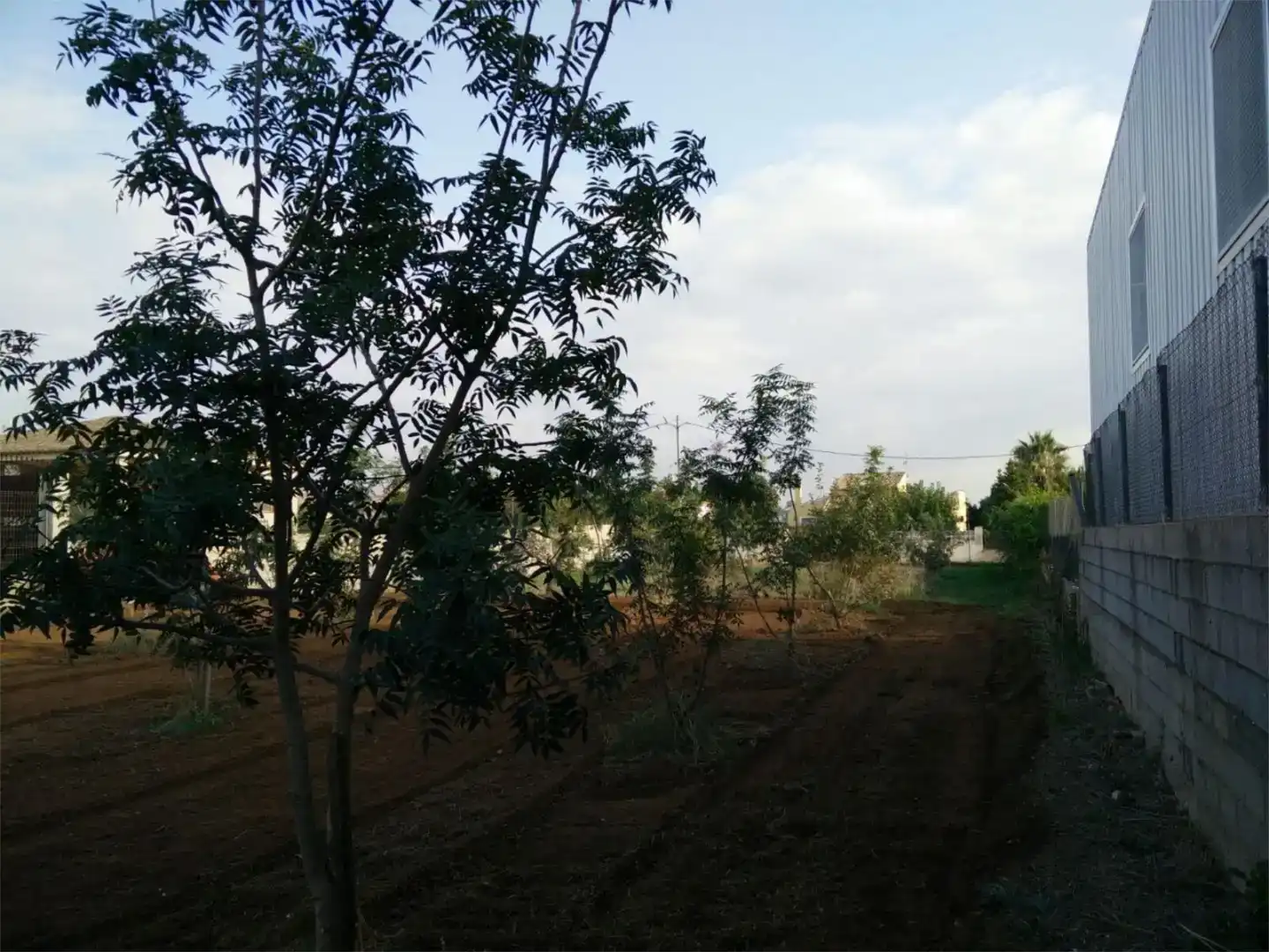 Land for sale in Corbera