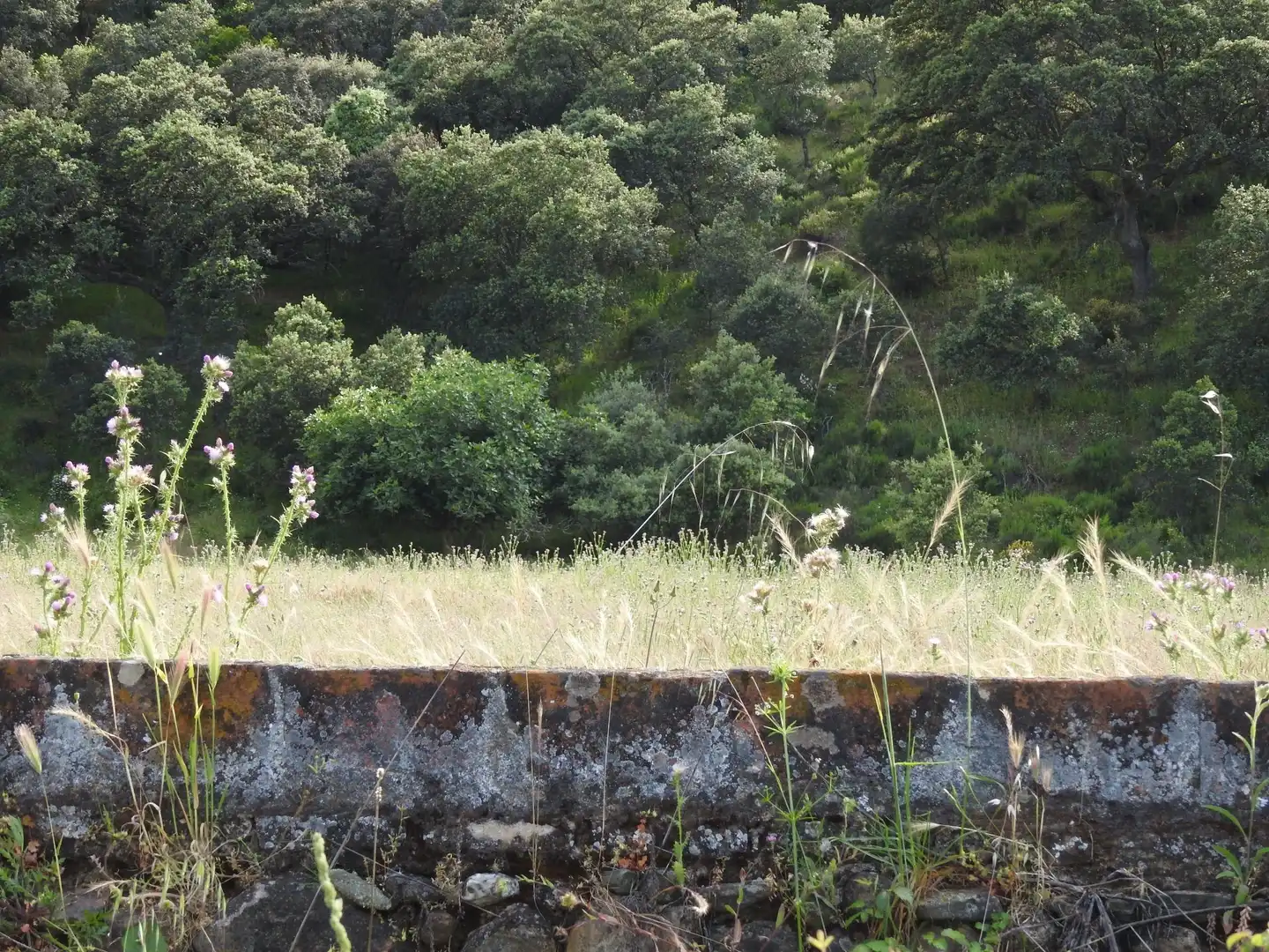 Garden of Land for sale in Belvís de la Jara