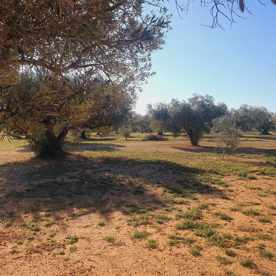 Terrain rustique à vendre à Tivenys, imagen 18