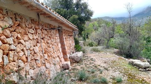 Olivar en Fornalutx, imagen 2