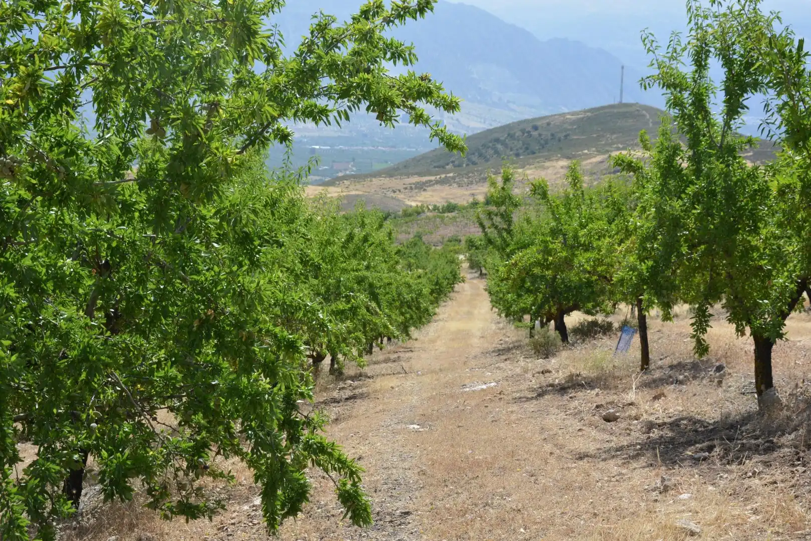 Exterior view of Land for sale in Padul