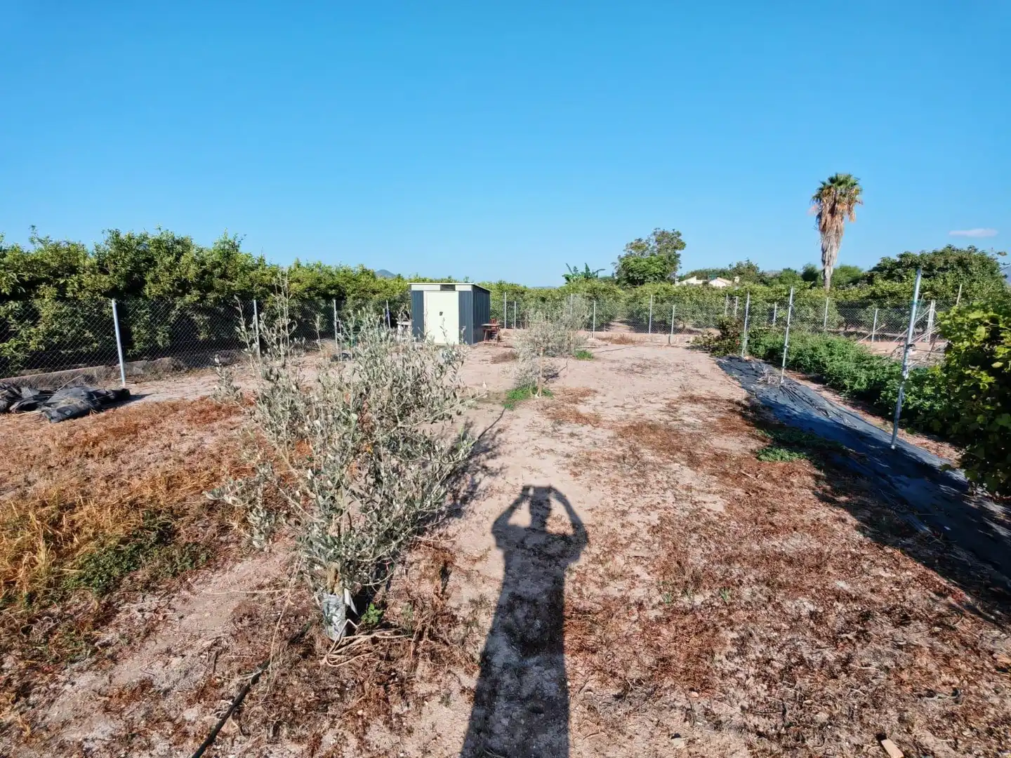 Rural land for sale in Benavites, imagen 13