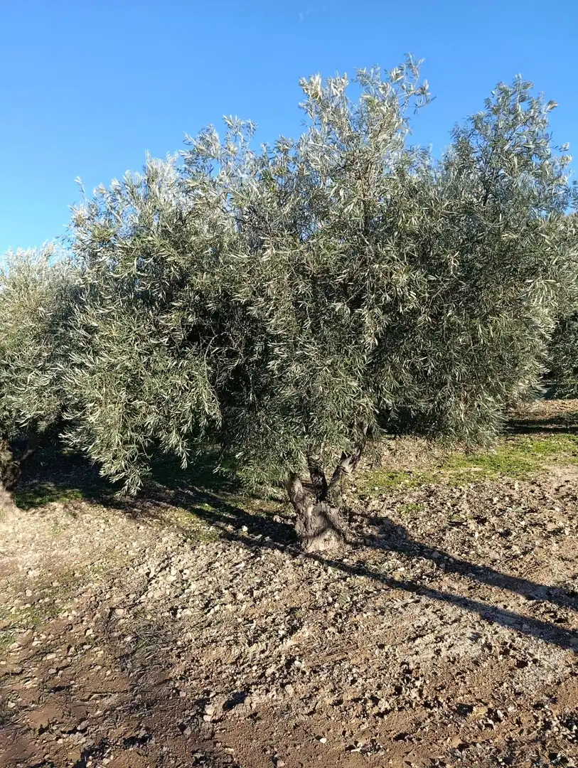 Terrenys i solars en venda a Bullas, imagen 9