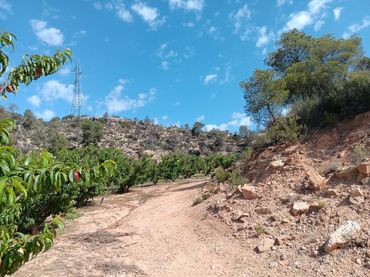 Terreny rústic en venda a Riba-roja d'Ebre