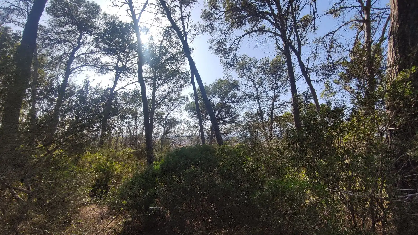Wohnbaugrundstück zum Verkauf in Santa Margalida Poble, imagen 17