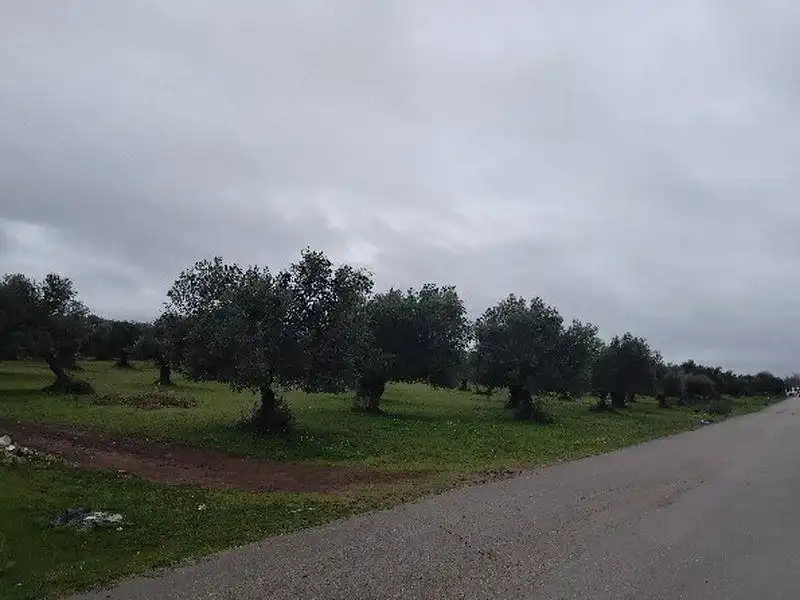 Rustikales Grundstück zum Verkauf in Puerto Serrano, imagen 6