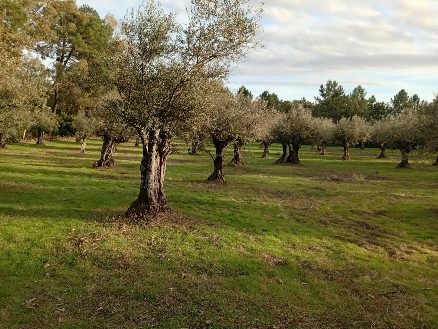 Terreni e lotti in vendita a Villanueva de la Vera, imagen 6
