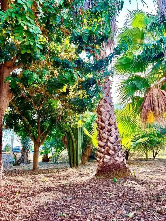 Maison à vendre à Callosa de Segura, imagen 60