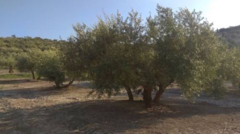 Finca rustica en venta en Baena, immagine 5