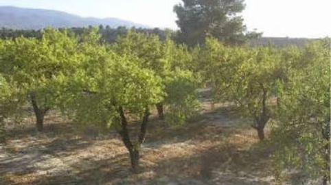 ALMENDROS RIEGO, OLIVOS, USO RECREATIVO
