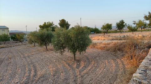 Parcela de suelo urbano de 971 m con olivos y posibilidad de construcción entre Abanilla y Jumilla, immagine 5
