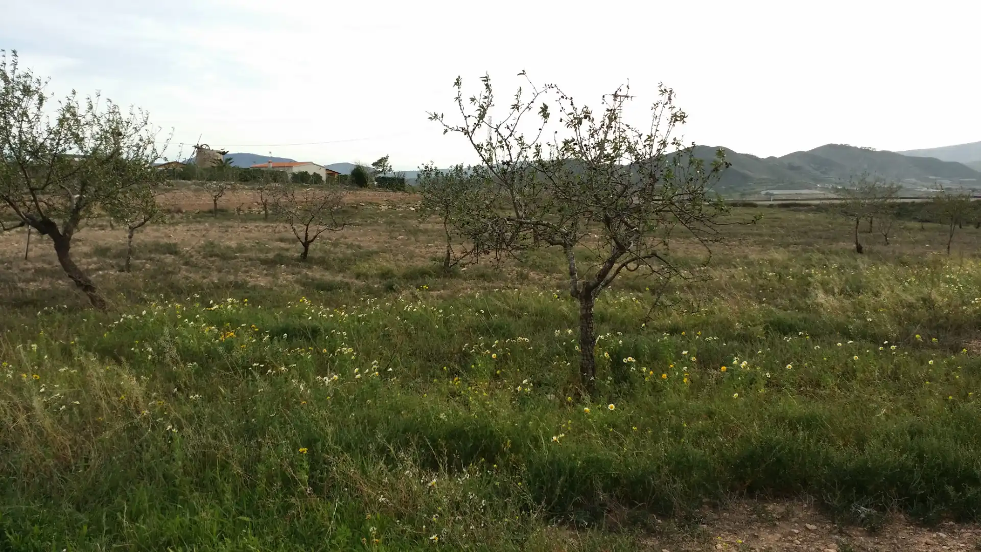 Rustikales Grundstück zum Verkauf in Pedanías Oeste
