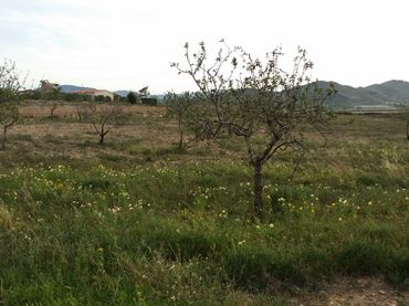 Terreno rustico in vendita a Pedanías Oeste