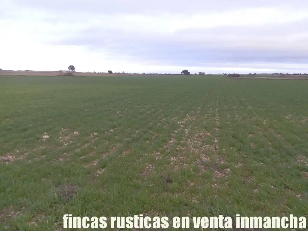 Terreno rústico en venta en Daimiel, imagen 5