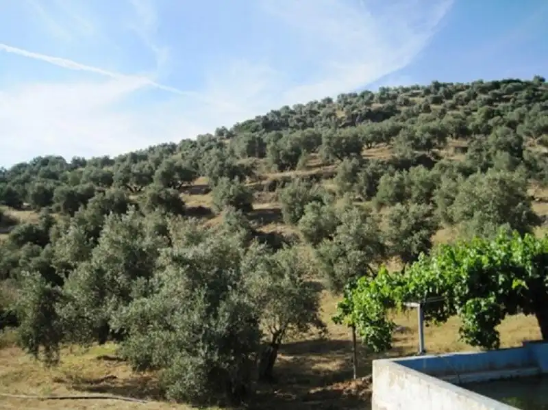 Terreni e lotti in vendita a Navas de San Juan, imagen 5