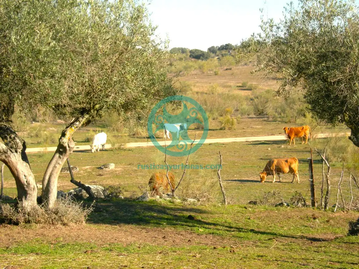 Jardín de Terreno en venta en Mata de Alcántara