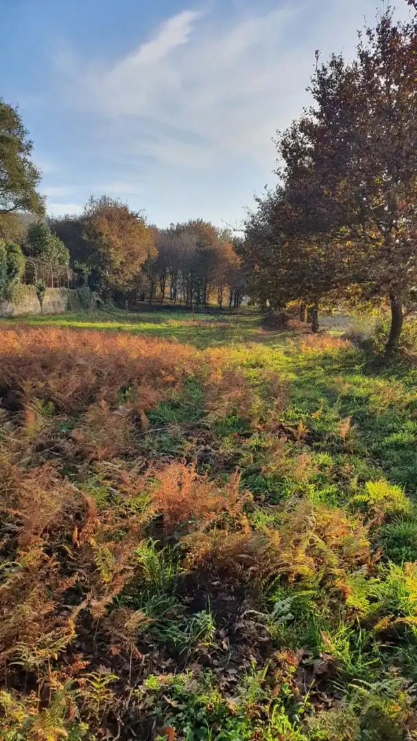 Finca rústica en venta en Padrón
