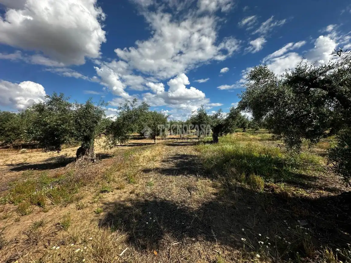 Land for sale in Guareña