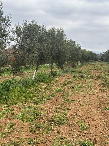 Terreno en Venta en Puigpelat