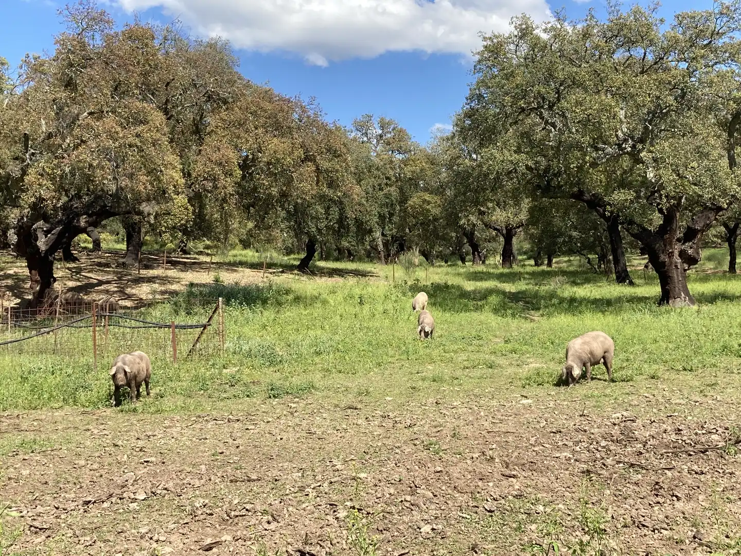 Garden of Land for sale in Mirandilla