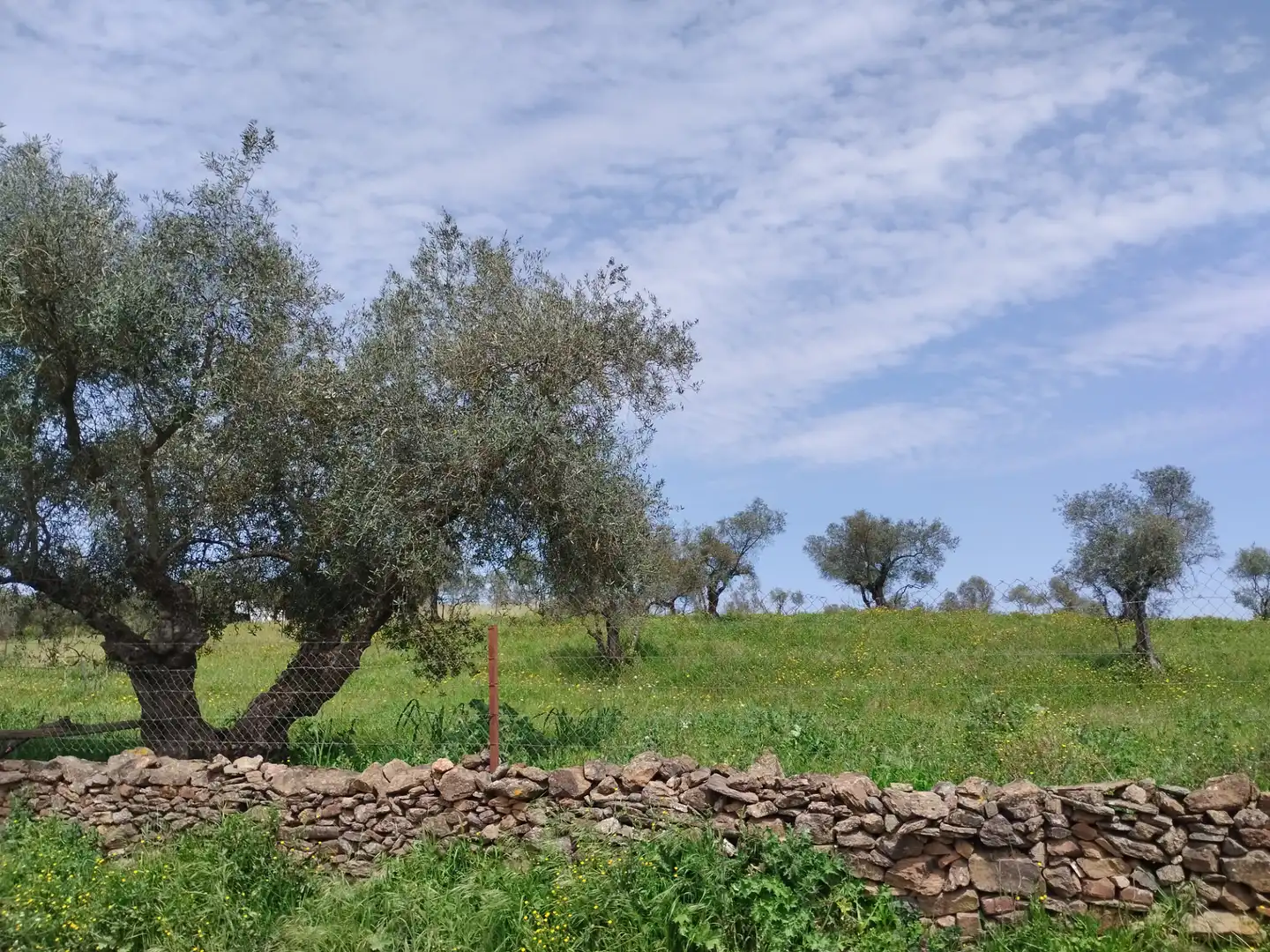 Terreno en venta en Oliva de la Frontera