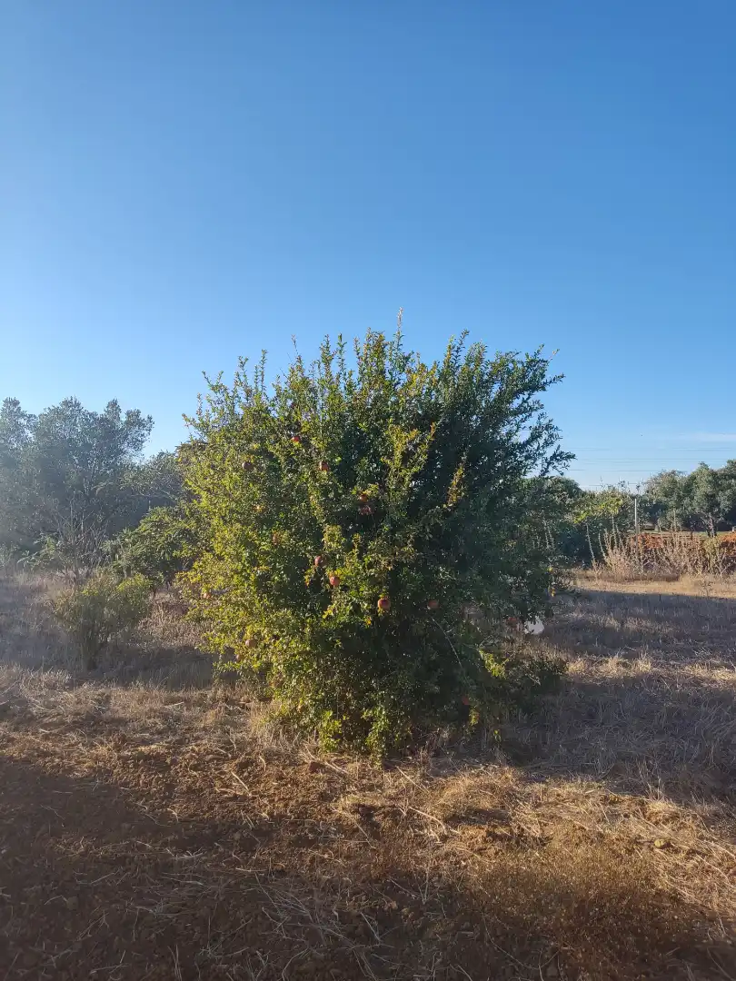 Land for sale in Conil de la Frontera