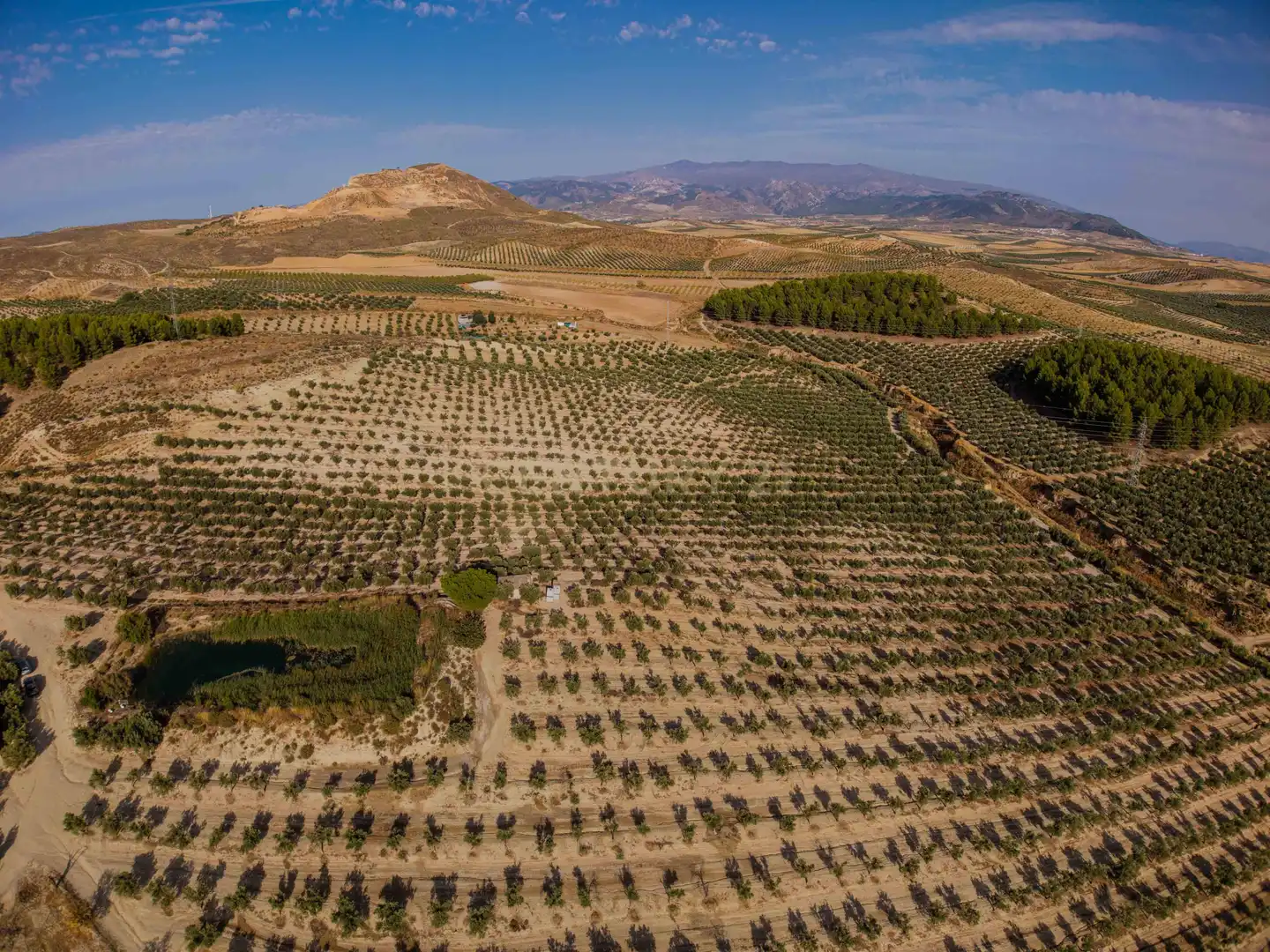Terreno rústico en venta en 472M+GF La Malahá, Spain, imagen 14