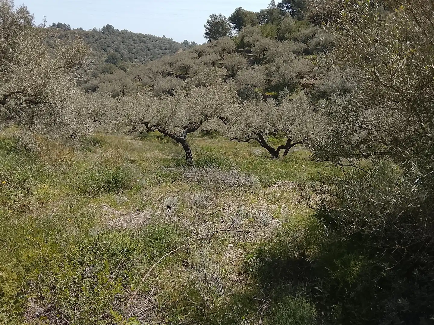 Maison rustique à vendre à Camí de la Finca del Governador, imagen 15