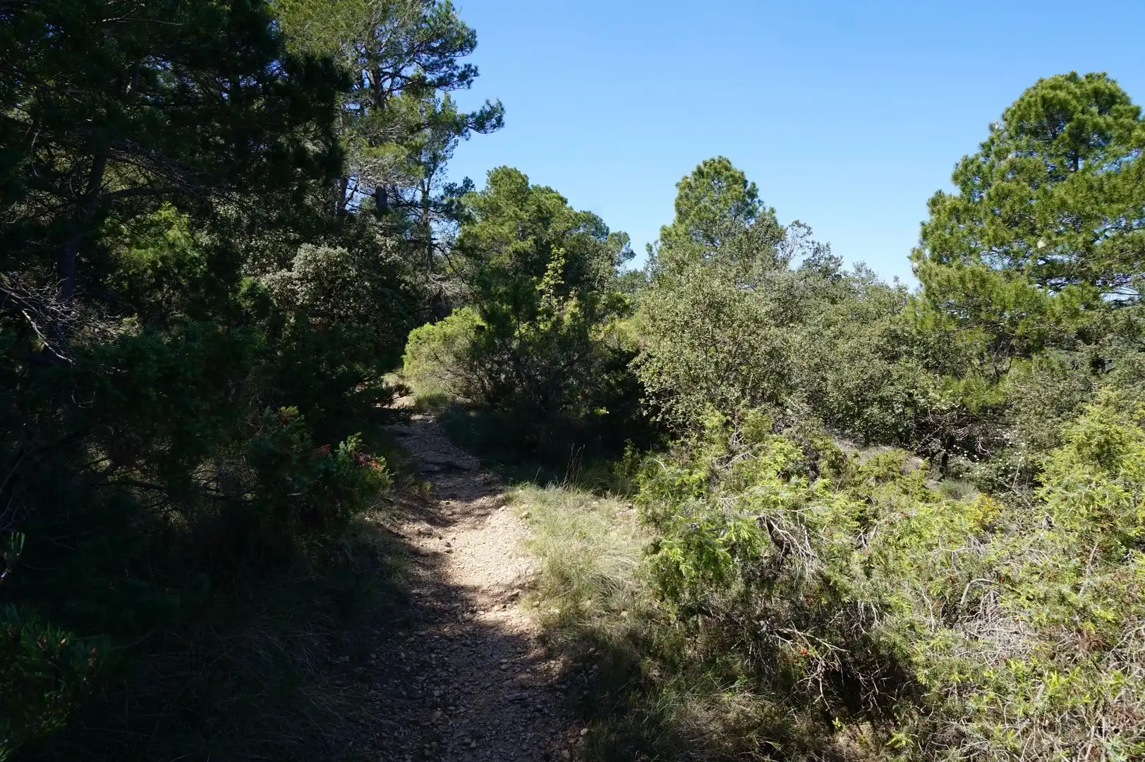 Terreno rústico en venta en La Serreta, imagen 17