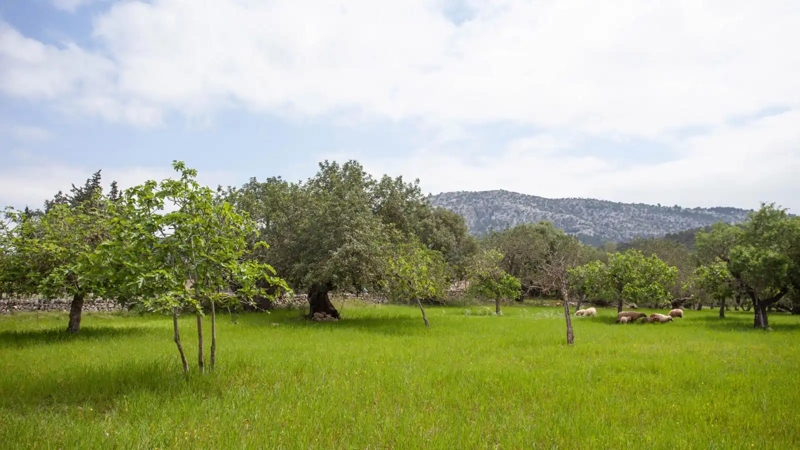Casa rústica amb jardí en venda a Pollença Poble, imagen 23