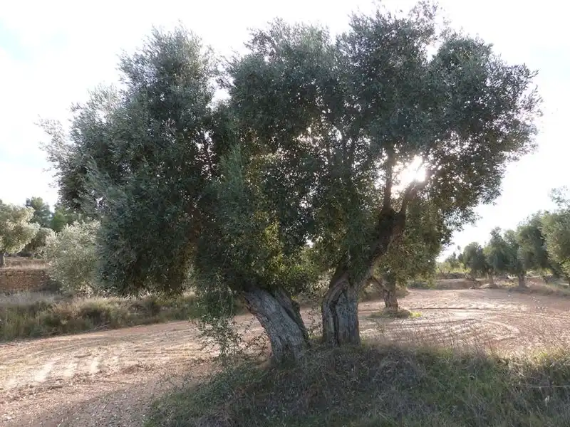 Jardín de Finca rústica en venta en Valjunquera