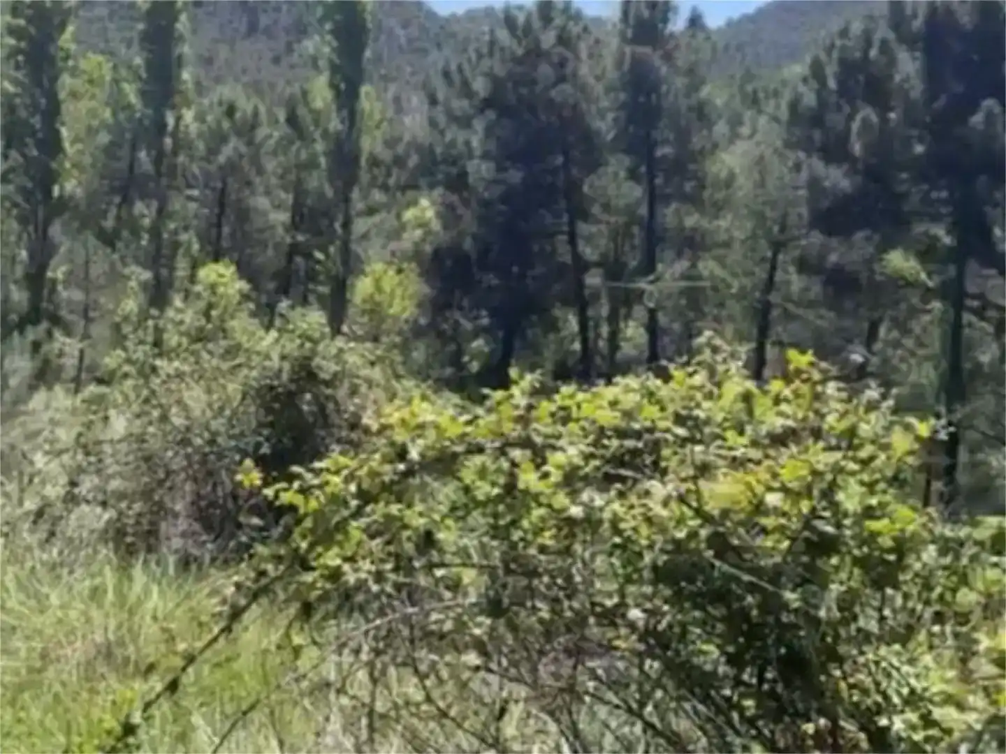 Terreno en venta en Orcera