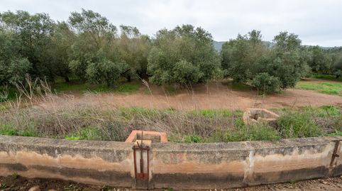 Finca rústica de olivos. Variedad arbequina., immagine 4