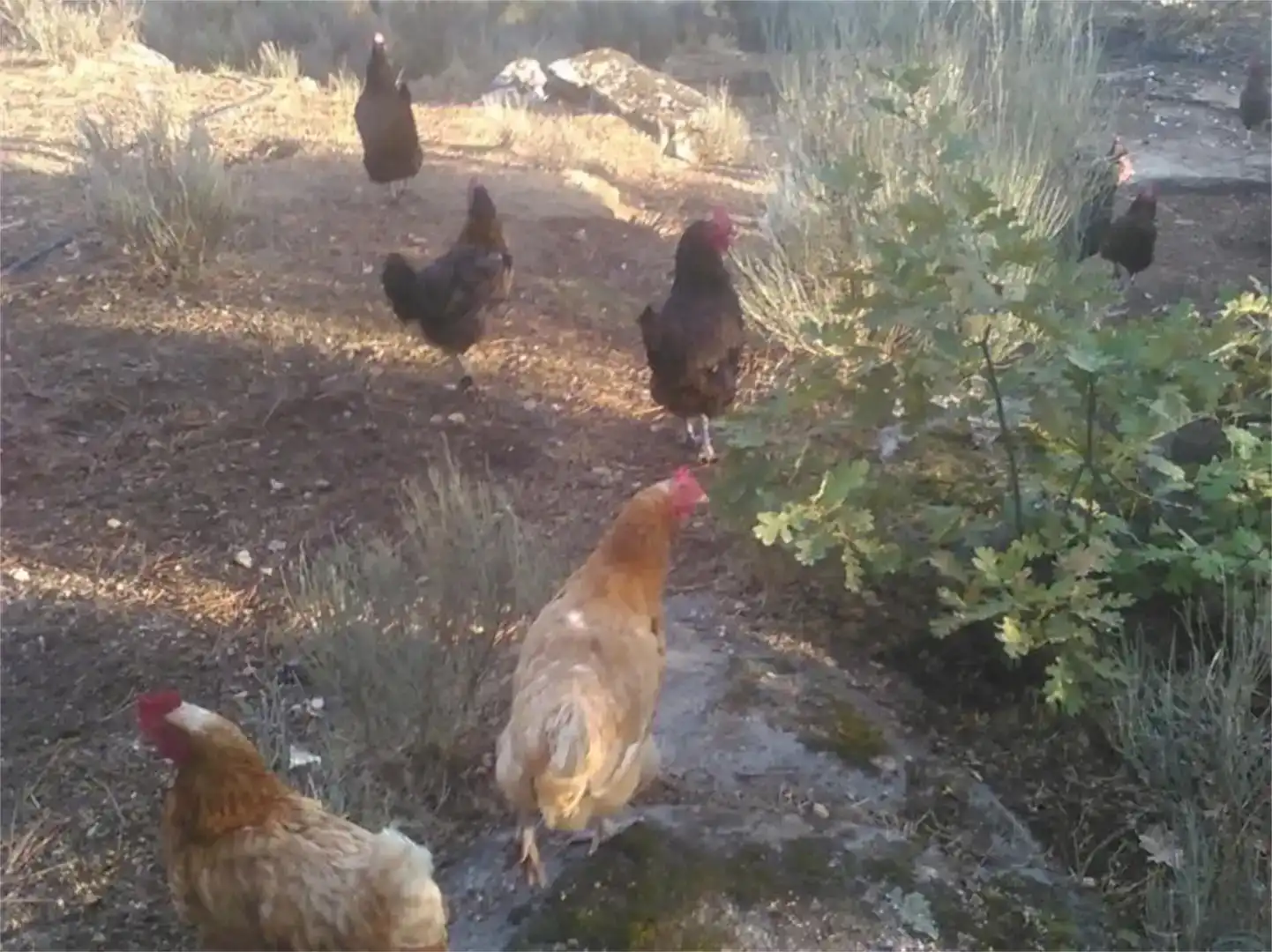Jardín de Casa o chalet de alquiler en Navaluenga con Jardín privado, Amueblado y Balcón