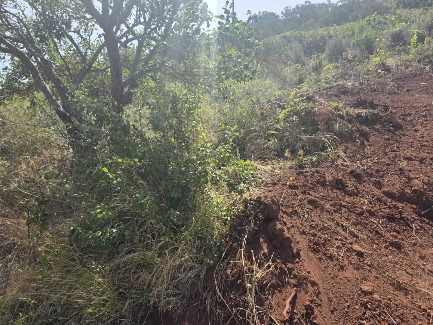 Rural land for sale in Camino las Peñuelas 11, imagen 24