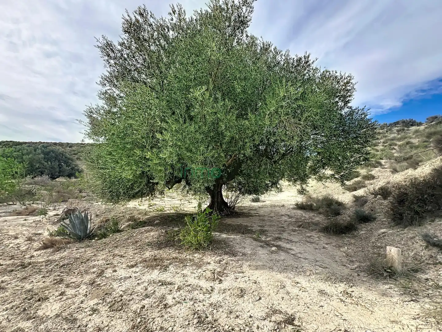 Landhaus mit Garten zum Verkauf in Las Cunas - La Algarrobina, imagen 14