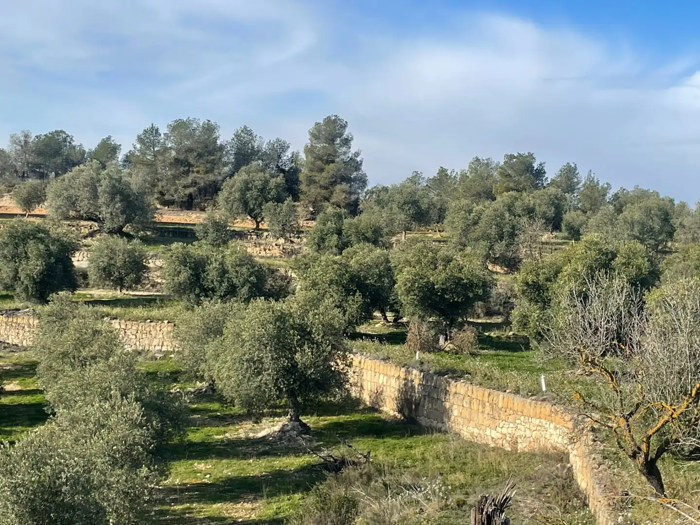 Rural land for sale in Cervià de Les Garrigues, imagen 28