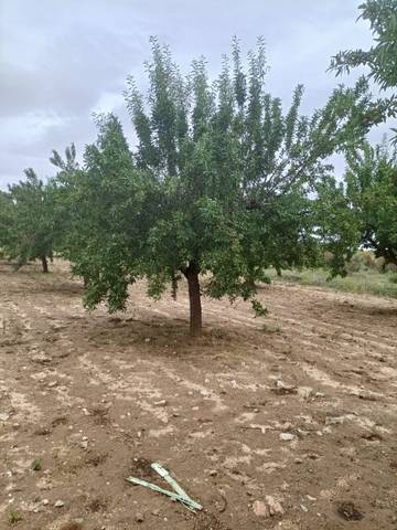 Terreno en Venta en Mascaraque