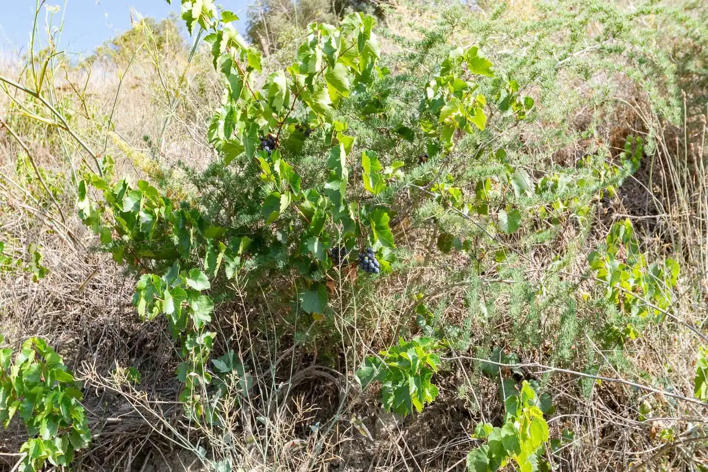 Rustikales Grundstück zum Verkauf in Torrox Pueblo, imagen 12