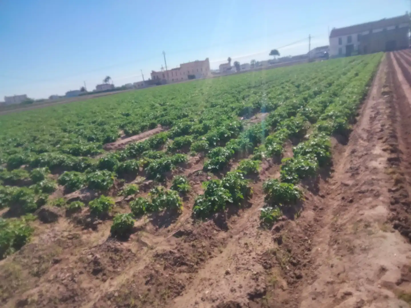 Rural land for sale in Almàssera, imagen 3