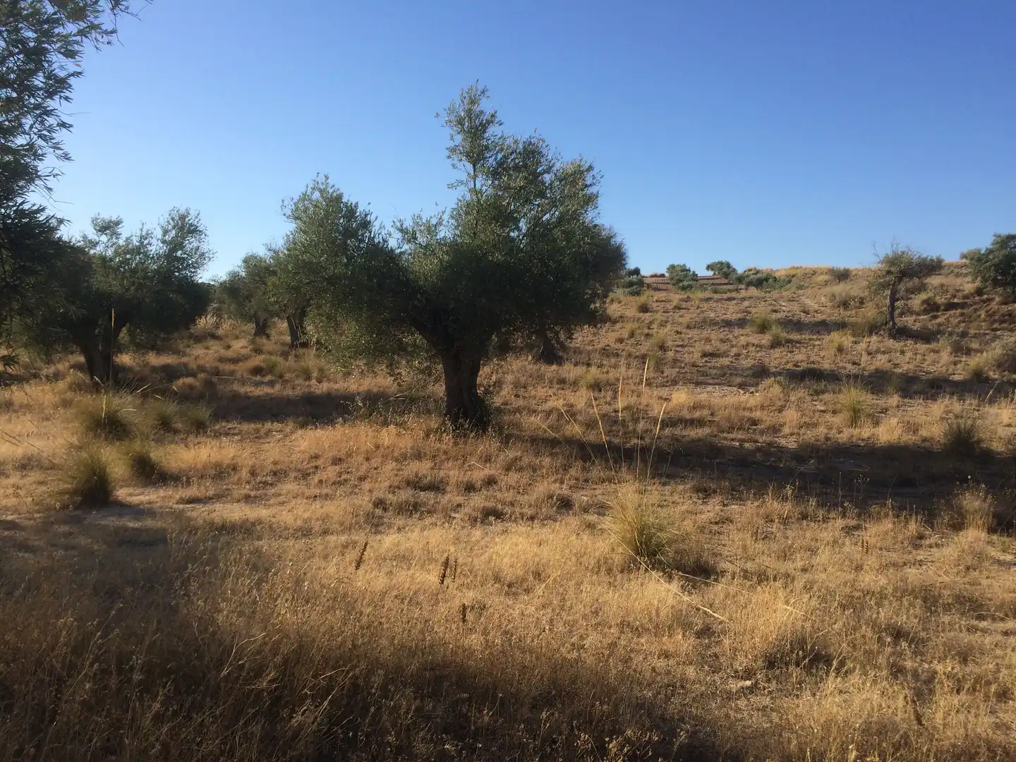 Rural land for sale in M-315 4b, imagen 3