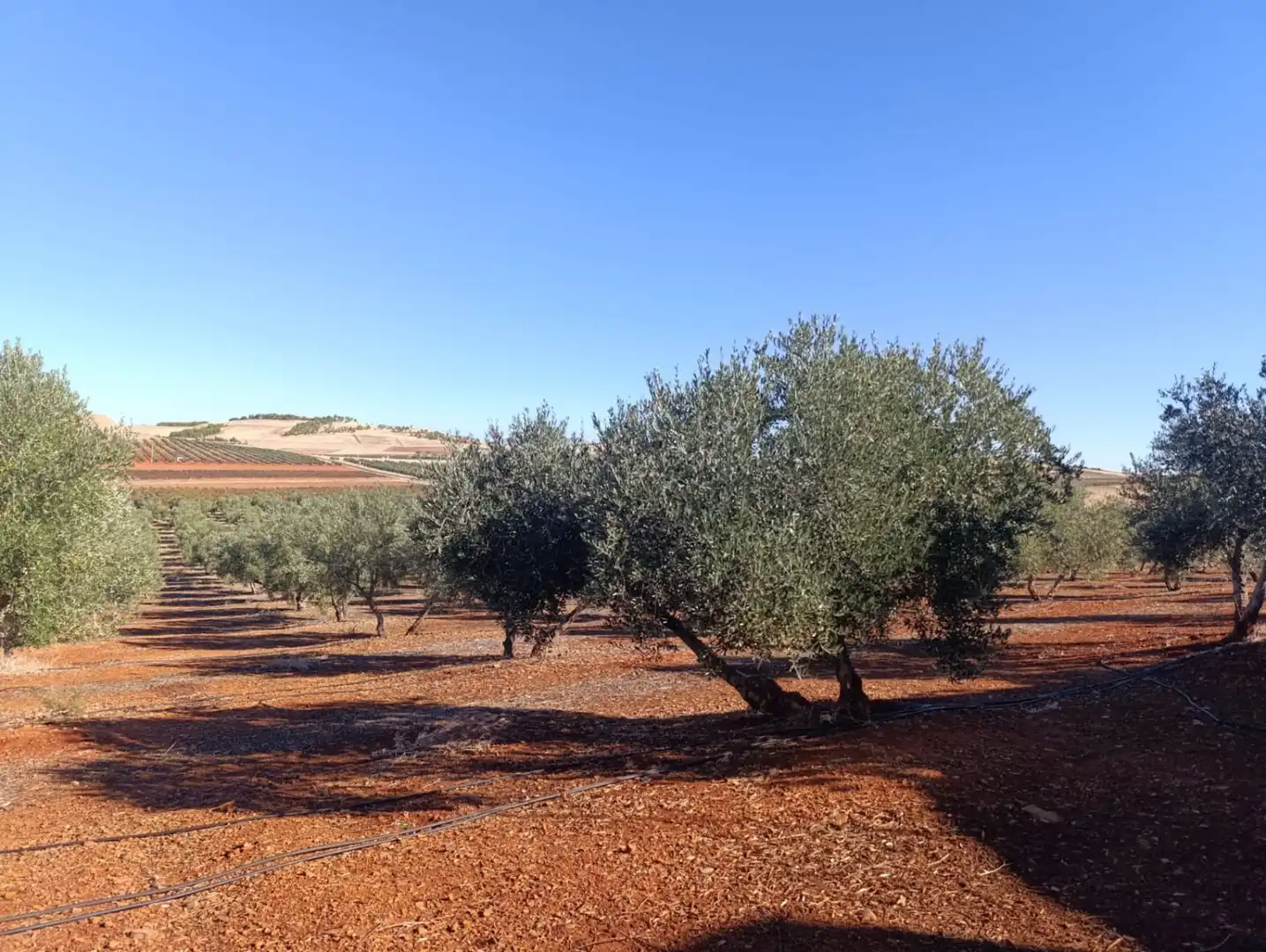 Casa rústica en venda a Valdepeñas, imagen 30
